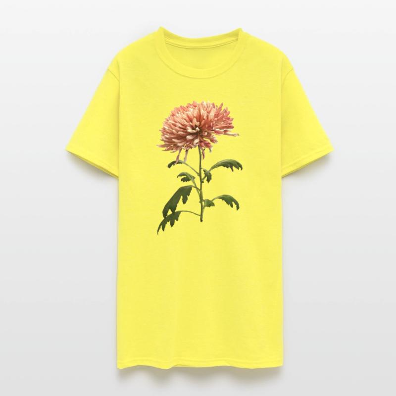 Chrysanthemum Shelbers