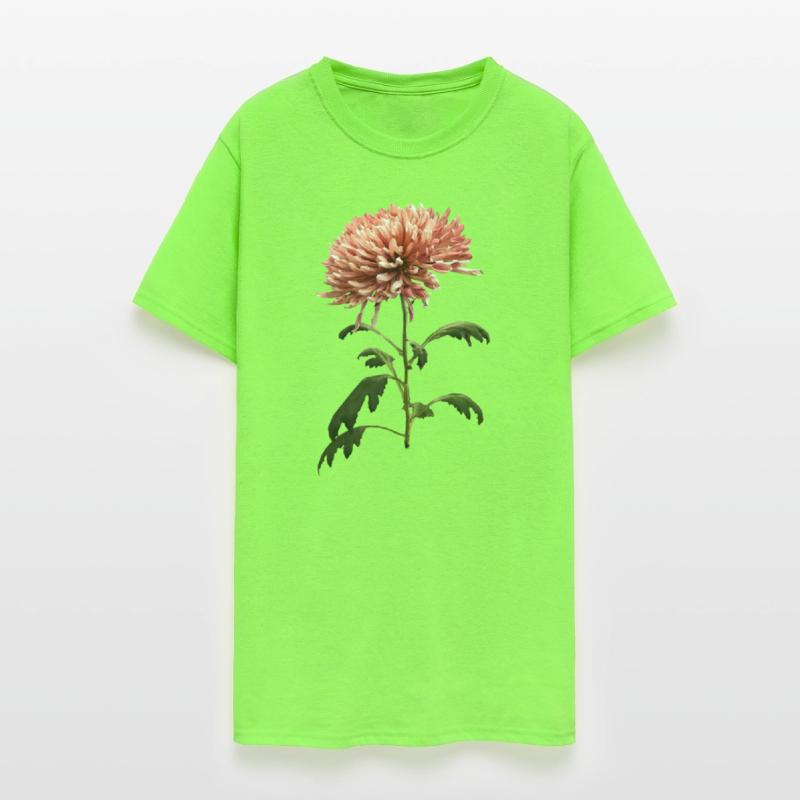 Chrysanthemum Shelbers