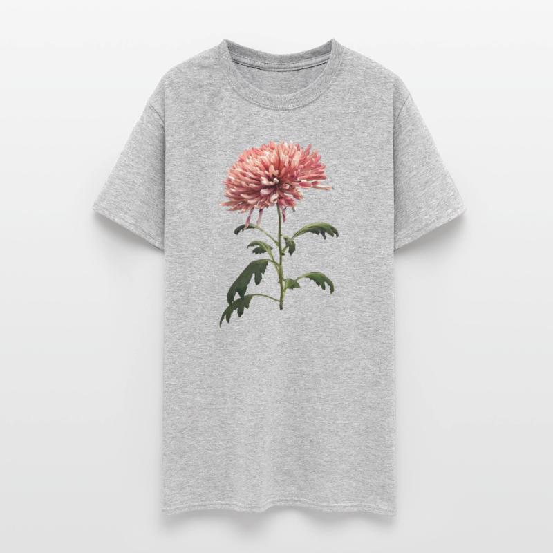 Chrysanthemum Shelbers