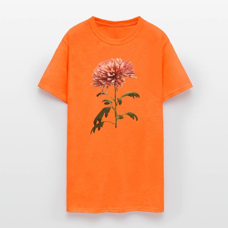 Chrysanthemum Shelbers