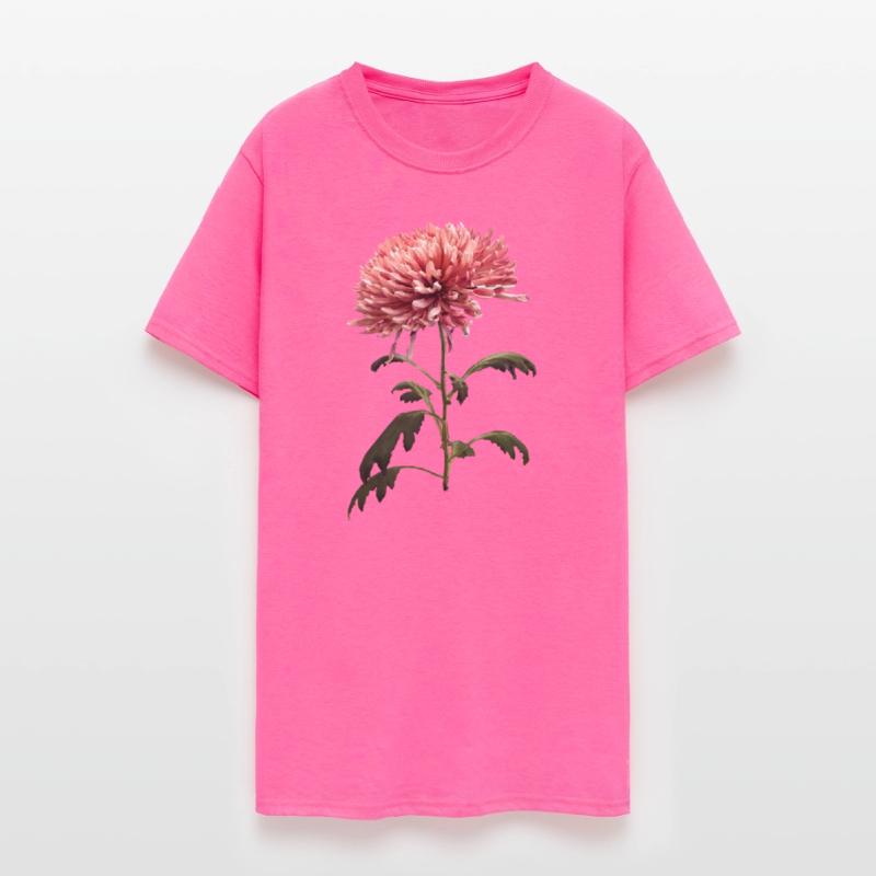 Chrysanthemum Shelbers