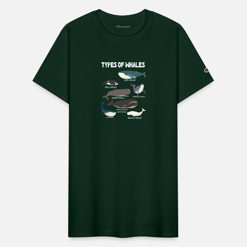 Types of Whales Whale Lovers Whales Species