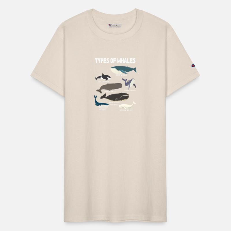 Types of Whales Whale Lovers Whales Species